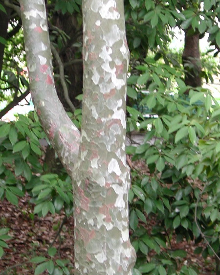Дерево Хаки в Ботаническом саду